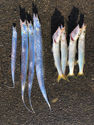 太刀魚、カマス