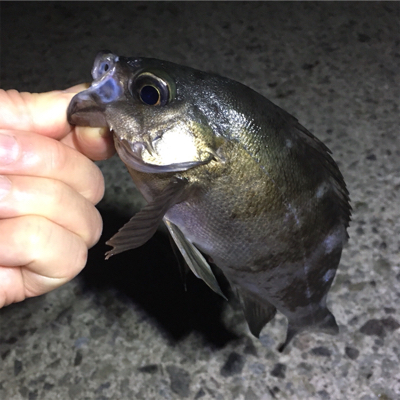 明石でライトゲーム