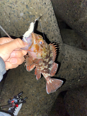 ロックフィッシュゲーム