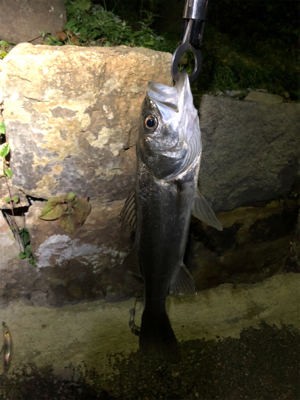 河口付近でのシーバス釣行