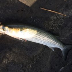 シーバス、青物探し