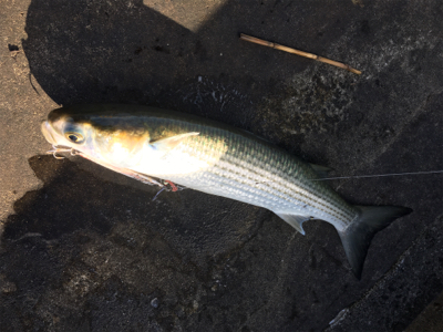 シーバス、青物探し