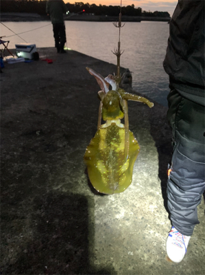 久しぶりのヤエン