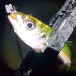 淡路島アジング