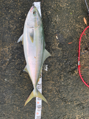 鰤をブリットで