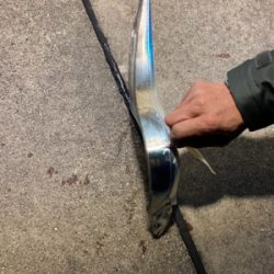 ようやくタチウオ