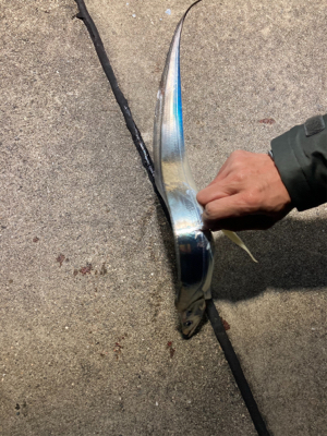 ようやくタチウオ