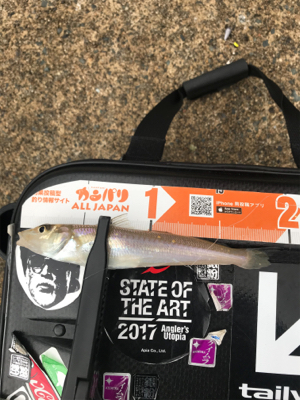 アジを求めて⑲