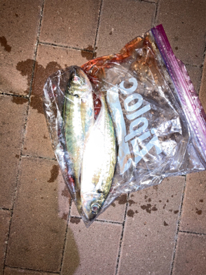 昼渋、夕マズメ、