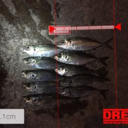 シャローフリーク