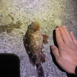 やっと食べれるサイズが釣れました