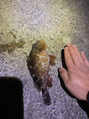 やっと食べれるサイズが釣れました