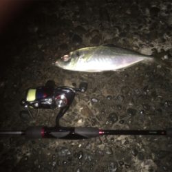 釈アジ釣れてる〜