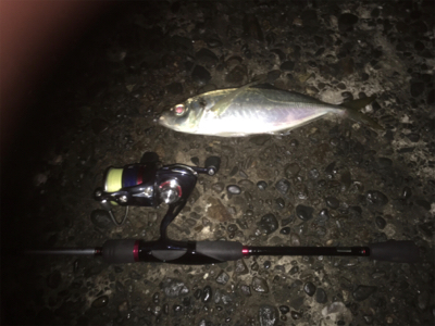 釈アジ釣れてる〜