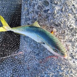 潮が動かず苦戦