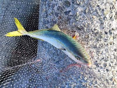 潮が動かず苦戦