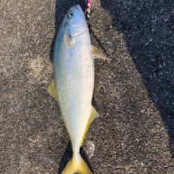 メジロとサゴシ ！