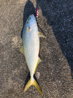 メジロとサゴシ ！