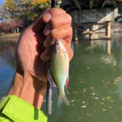 のんびりタナゴ釣り