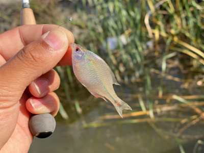 のんびりタナゴ釣り