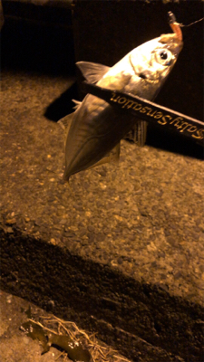 アジングモーニング