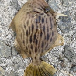 お手軽五目釣り‼︎