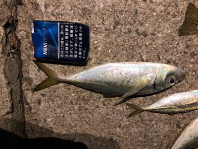 地合いは日没後すぐに！