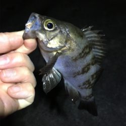 数釣りメバリング