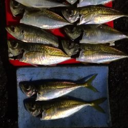 アジング練習 222