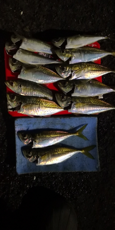 アジング練習 222