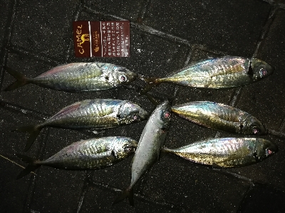 マイポイントでアジング。