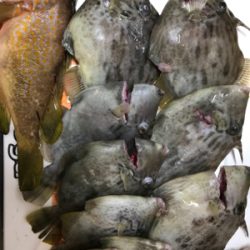 またまたまたカワハギ釣り