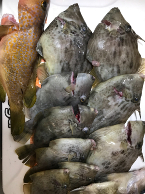 またまたまたカワハギ釣り