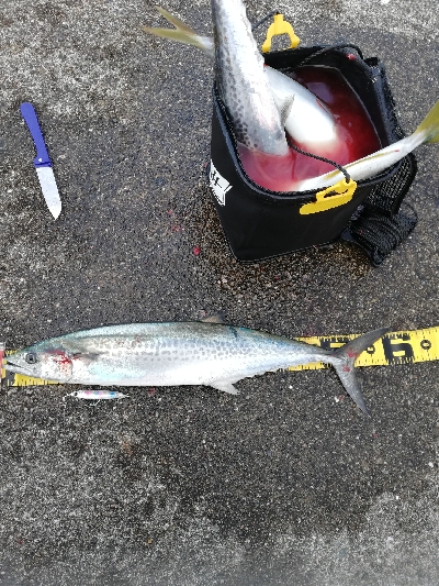 朝マズメラッシュ