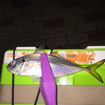 大阪湾奥アジング 中アジつ抜け