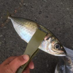 アジング良好です♪