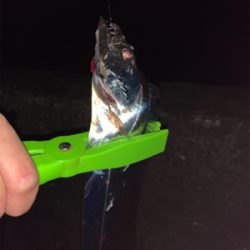 ドラゴンを求めて三千里！