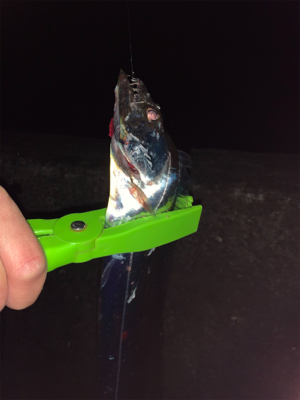 ドラゴンを求めて三千里！