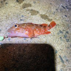 懲りずに穴釣り