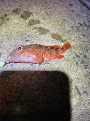 懲りずに穴釣り