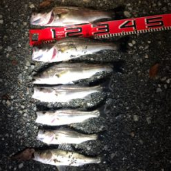 セイゴ再チャレンジ