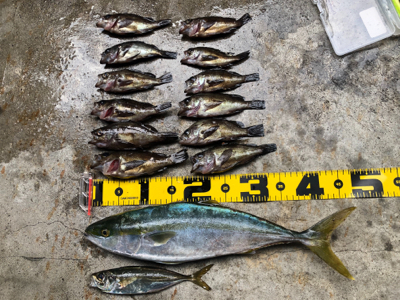 中々渋かった。