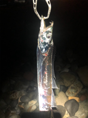 シーバスのはずが、、タチウオ