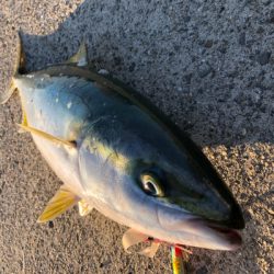 ダイソージグで!