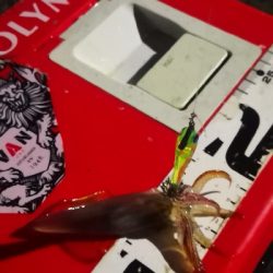 アジング練習 223  ⭐ヒイカ気配⭐