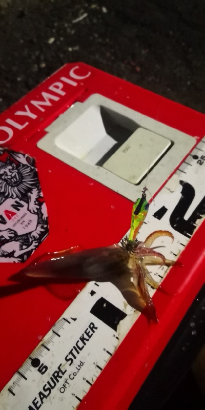 アジング練習 223  ⭐ヒイカ気配⭐