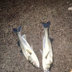 傷ついたルアーはダイソーで補修