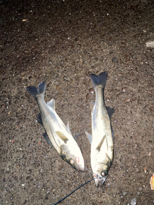 傷ついたルアーはダイソーで補修