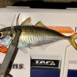 今宵のアジはグッドサイズ(^^)