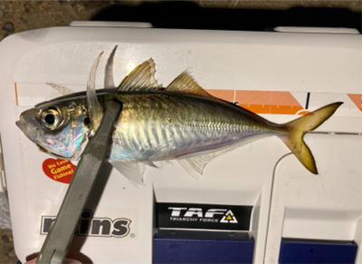 今宵のアジはグッドサイズ(^^)